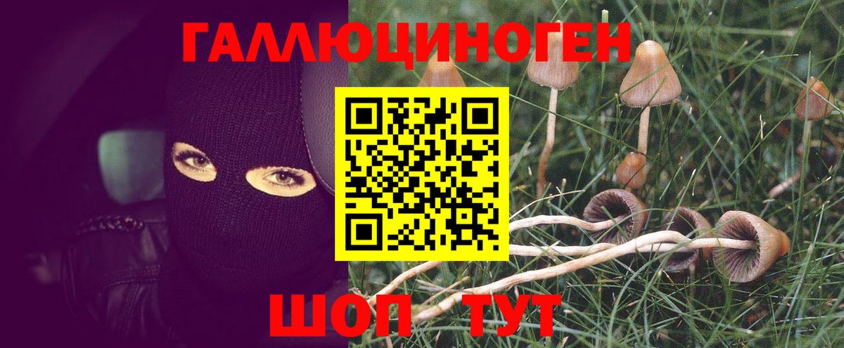 Галлюциногенные грибы Psilocybe Холмск